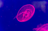 Jellyfish in pink