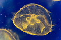 Jellyfish in yellow