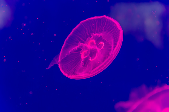 Jellyfish in pink